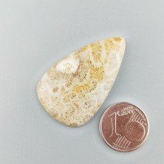Corallo Fossile Naturale Forma Goccia Piatto Cabochon Liscio Fatto a Mano 35X21X4mm 4,94gm 1pz