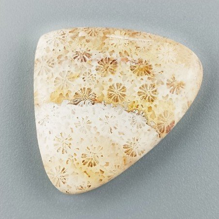 Corallo Fossile Naturale Forma Cuore Piatto Cabochon Liscio Fatto a Mano 31X26mm 7,24gm 1pz