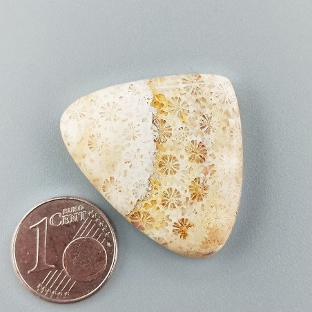 Corallo Fossile Naturale Forma Cuore Piatto Cabochon Liscio Fatto a Mano 31X26mm 7,24gm 1pz