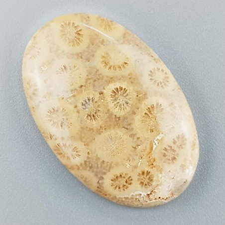 Corallo Fossile Naturale Forma Ovale Piatto Cabochon Liscio Fatto a Mano 35X23X5mm 7,10gm 1pz