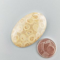 Corallo Fossile Naturale Forma Ovale Piatto Cabochon Liscio Fatto a Mano 35X23X5mm 7,10gm 1pz