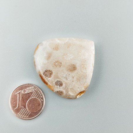Corallo Fossile Naturale Forma Cuore Piatto Cabochon Liscio Fatto a Mano 30X29mm 7,74gm 1pz