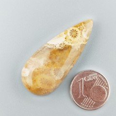 Corallo Fossile Naturale Forma Goccia Piatto Cabochon Liscio Fatto a Mano 39X16X6mm 6,88gm 1pz