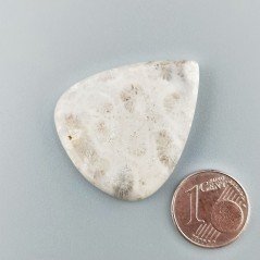 Corallo Fossile Naturale Forma Goccia Piatto Cabochon Liscio Fatto a Mano 33X28mm 6,81gm 1pz
