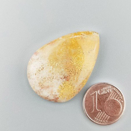 Corallo Fossile Naturale Forma Goccia Piatto Cabochon Liscio Fatto a Mano 34X23mm 6,26gm 1pz