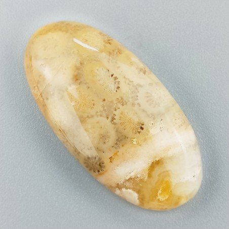 Corallo Fossile Naturale Forma Ovale Piatto Cabochon Liscio Fatto a Mano 36X18X6mm 7,54gm 1pz