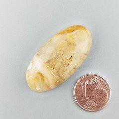 Corallo Fossile Naturale Forma Ovale Piatto Cabochon Liscio Fatto a Mano 36X18X6mm 7,54gm 1pz