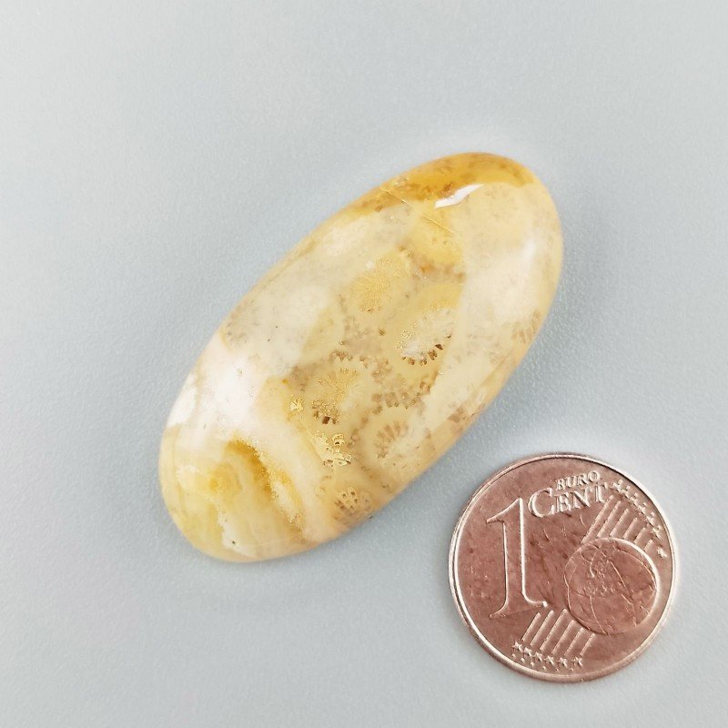 Corallo Fossile Naturale Forma Ovale Piatto Cabochon Liscio Fatto a Mano 36X18X6mm 7,54gm 1pz