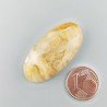 Corallo Fossile Naturale Forma Ovale Piatto Cabochon Liscio Fatto a Mano 36X18X6mm 7,54gm 1pz
