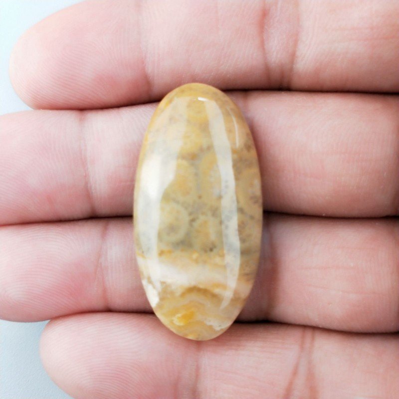 Corallo Fossile Naturale Forma Ovale Piatto Cabochon Liscio Fatto a Mano 36X18X6mm 7,54gm 1pz
