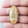 Corallo Fossile Naturale Forma Ovale Piatto Cabochon Liscio Fatto a Mano 36X18X6mm 7,54gm 1pz