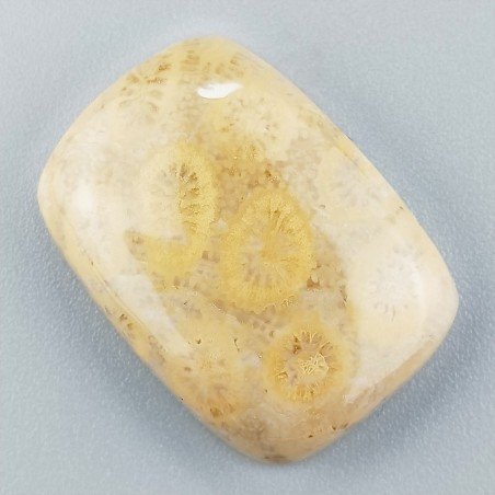 Corallo Fossile Naturale Forma Cuscino Piatto Cabochon Liscio Fatto a Mano 26X19X6mm 6,16gm 1pz