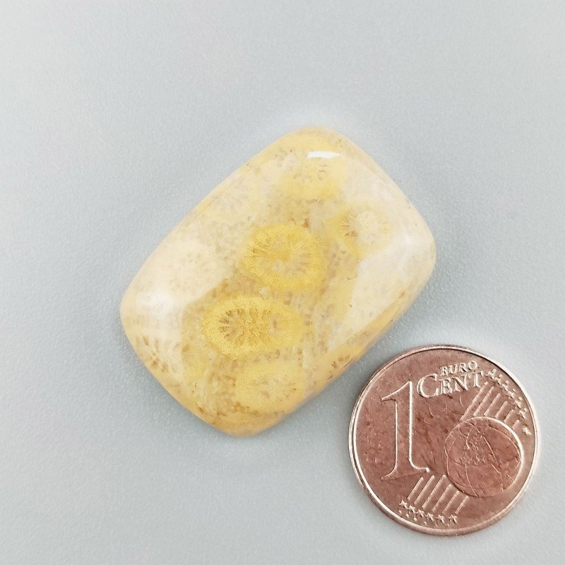 Cabochon di Corallo Fossile Naturale Cuscino, Piatto e Liscio, 26x19x6 mm, 6,16 g, Fatto a Mano