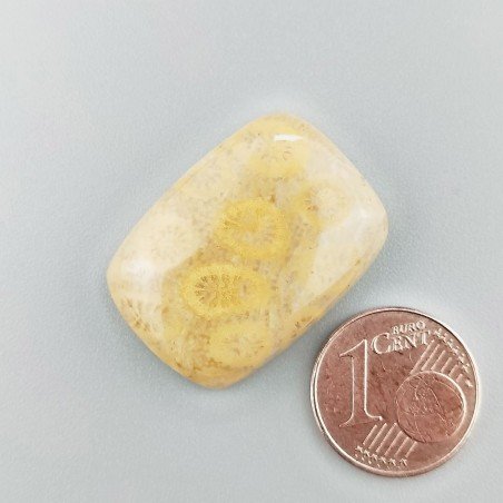 Corallo Fossile Naturale Forma Cuscino Piatto Cabochon Liscio Fatto a Mano 26X19X6mm 6,16gm 1pz