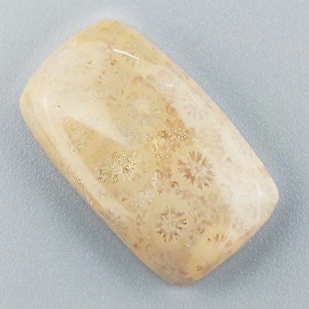 Corallo Fossile Naturale Forma Cuscino Piatto Cabochon Liscio Fatto a Mano 26X15X5mm 4,60gm 1pz