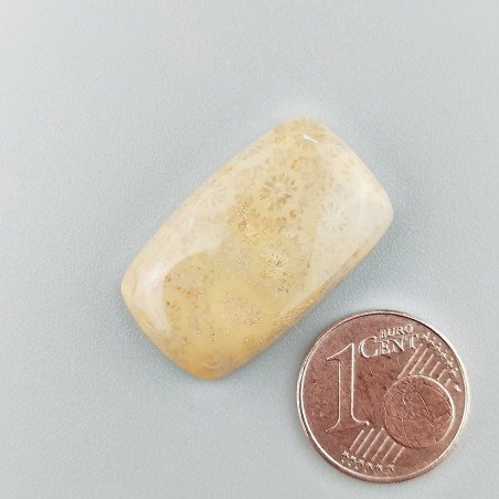 Corallo Fossile Naturale Forma Cuscino Piatto Cabochon Liscio Fatto a Mano 26X15X5mm 4,60gm 1pz