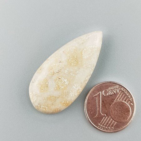 Corallo Fossile Naturale Forma Goccia Piatto Cabochon Liscio Fatto a Mano 32X15mm 3,60gm 1pz
