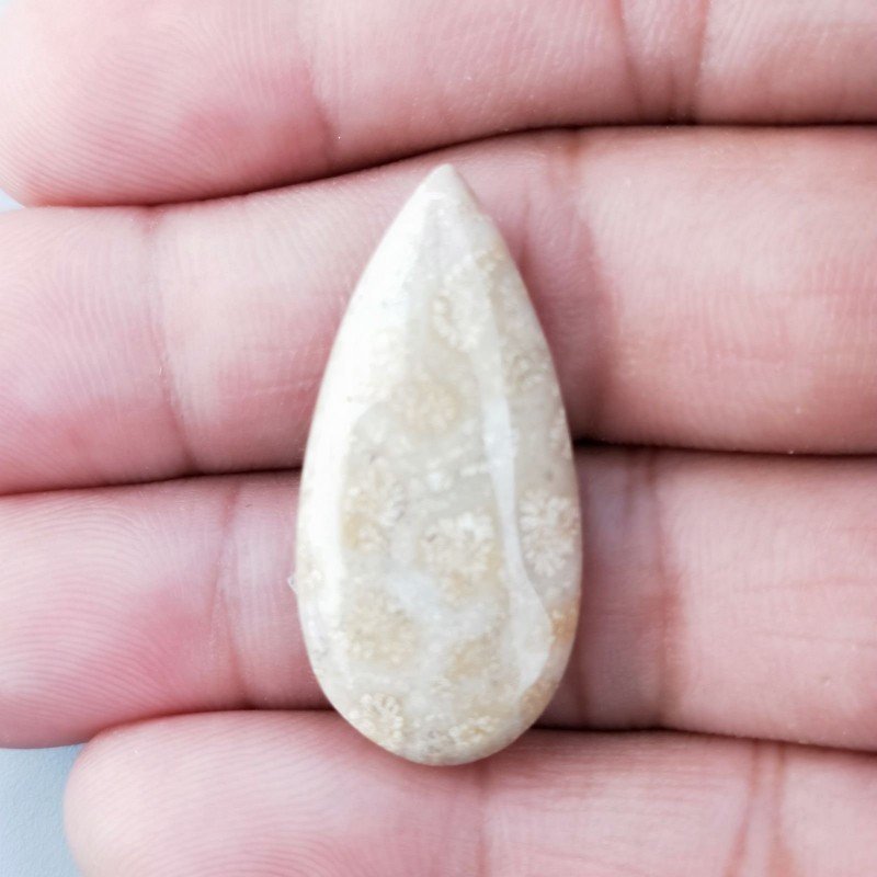 Corallo Fossile Naturale Forma Goccia Piatto Cabochon Liscio Fatto a Mano 32X15mm 3,60gm 1pz