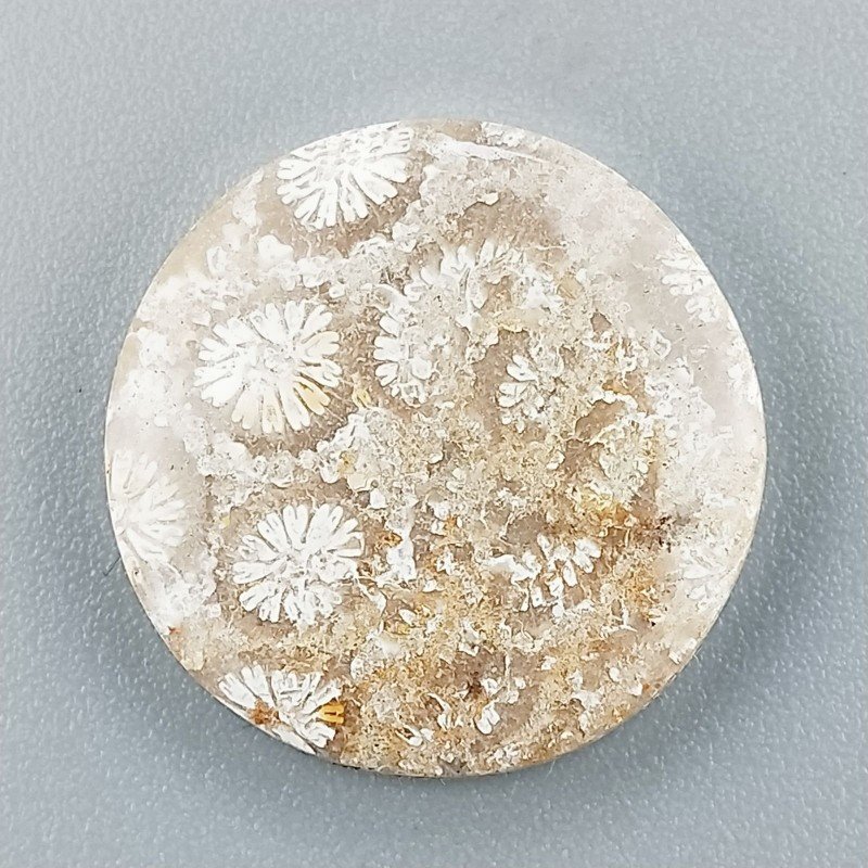 Corallo Fossile Naturale Forma Tondo Piatto Cabochon Liscio Fatto a Mano 19mm 2,27gm 1pz