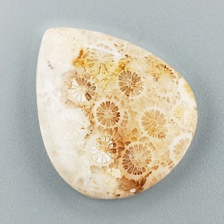 Corallo Fossile Naturale Forma Cuore Piatto Cabochon Liscio Fatto a Mano 27X23X5mm 5,29gm 1pz