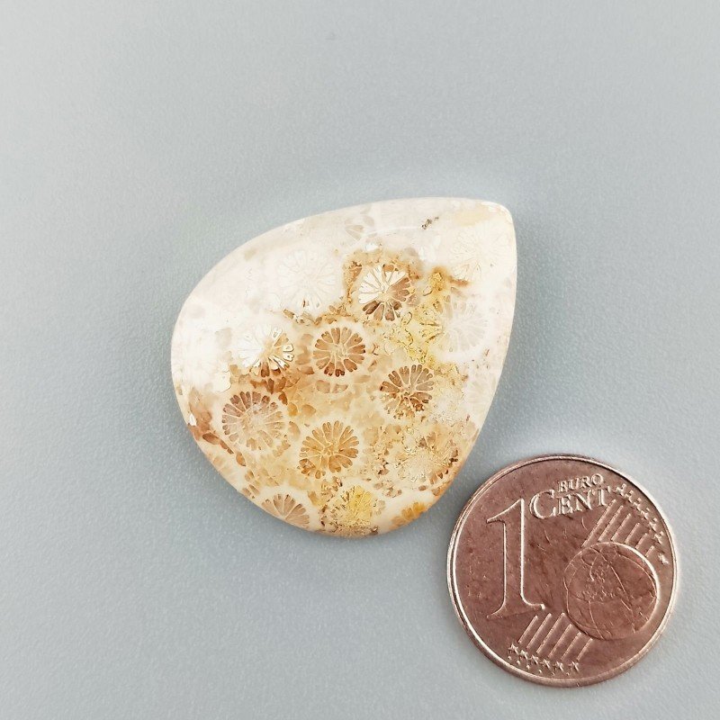 Cabochon di Corallo Fossile Naturale Cuore, Piatto e Liscio, 27x23x5 mm, 5,29 g, Fatto a Mano