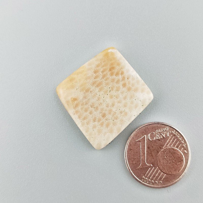 Corallo Fossile Naturale Forma Fantasia Piatto Cabochon Liscio Fatto a Mano 19X19mm 3,05gm 1pz