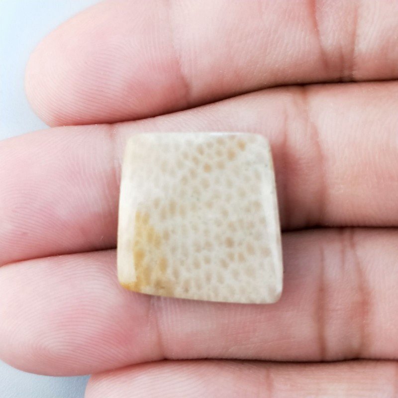 Corallo Fossile Naturale Forma Fantasia Piatto Cabochon Liscio Fatto a Mano 19X19mm 3,05gm 1pz