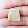 Corallo Fossile Naturale Forma Fantasia Piatto Cabochon Liscio Fatto a Mano 19X19mm 3,05gm 1pz