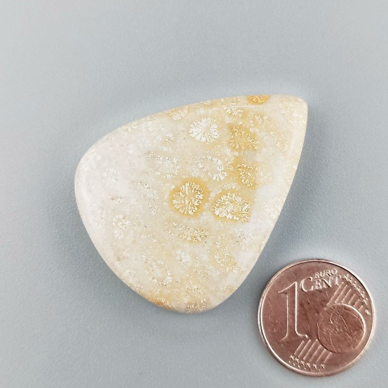 Corallo Fossile Naturale Forma Goccia Piatto Cabochon Liscio Fatto a Mano 35X28mm 8,60gm 1pz