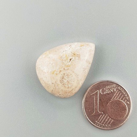 Corallo Fossile Naturale Forma Goccia Piatto Cabochon Liscio Fatto a Mano 22X17X6mm 3,54gm 1pz