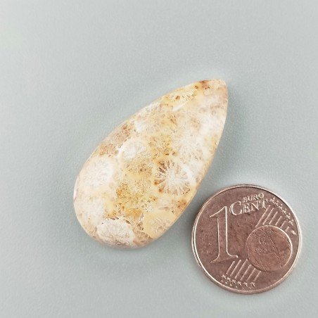 Corallo Fossile Naturale Forma Goccia Piatto Cabochon Liscio Fatto a Mano 30X16X7mm 5,03gm 1pz