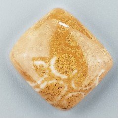 Corallo Fossile Naturale Forma Cuscino Piatto Cabochon Liscio Fatto a Mano 21X19X7mm 6,55gm 1pz