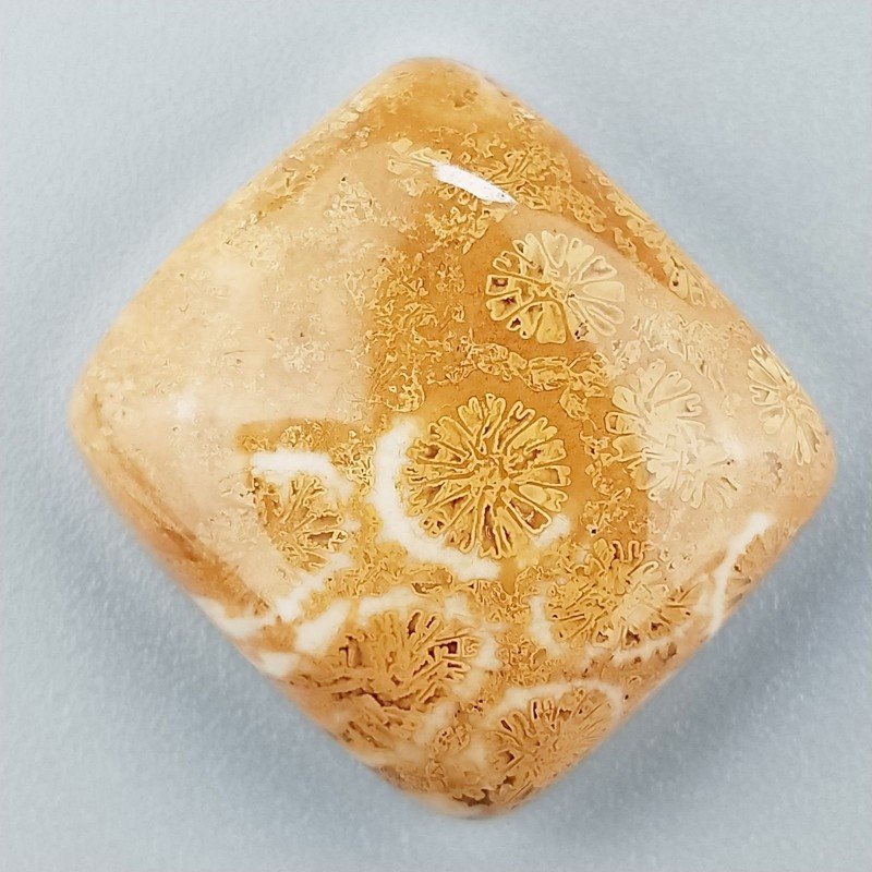 Corallo Fossile Naturale Forma Cuscino Piatto Cabochon Liscio Fatto a Mano 21X19X7mm 6,55gm 1pz