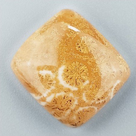 Corallo Fossile Naturale Forma Cuscino Piatto Cabochon Liscio Fatto a Mano 21X19X7mm 6,55gm 1pz
