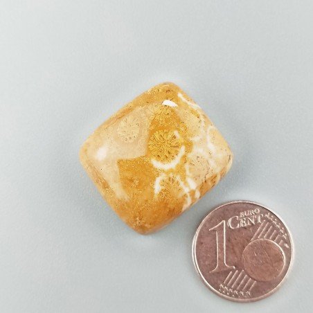 Corallo Fossile Naturale Forma Cuscino Piatto Cabochon Liscio Fatto a Mano 21X19X7mm 6,55gm 1pz