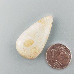 Corallo Fossile Naturale Forma Goccia Piatto Cabochon Liscio Fatto a Mano 31X17mm 4,85gm 1pz