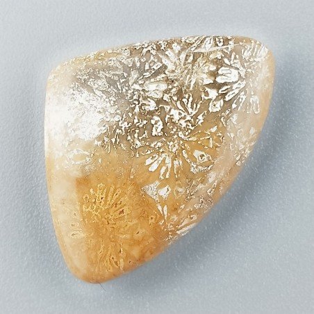 Corallo Fossile Naturale Forma Fantasia Piatto Cabochon Liscio Fatto a Mano 27X19mm 3,87gm 1pz