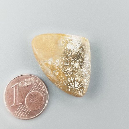 Corallo Fossile Naturale Forma Fantasia Piatto Cabochon Liscio Fatto a Mano 27X19mm 3,87gm 1pz