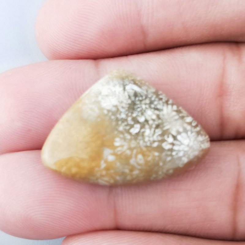 Corallo Fossile Naturale Forma Fantasia Piatto Cabochon Liscio Fatto a Mano 27X19mm 3,87gm 1pz