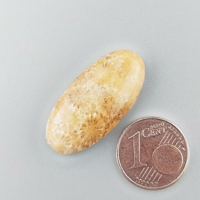 Corallo Fossile Naturale Forma Ovale Piatto Cabochon Liscio Fatto a Mano 29X14mm 3,59gm 1pz