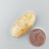 Corallo Fossile Naturale Forma Ovale Piatto Cabochon Liscio Fatto a Mano 29X14mm 3,59gm 1pz