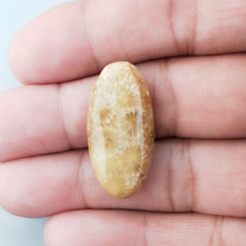 Corallo Fossile Naturale Forma Ovale Piatto Cabochon Liscio Fatto a Mano 29X14mm 3,59gm 1pz