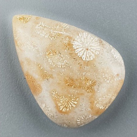 Corallo Fossile Naturale Forma Goccia Piatto Cabochon Liscio Fatto a Mano 25X18mm 4,30gm 1pz