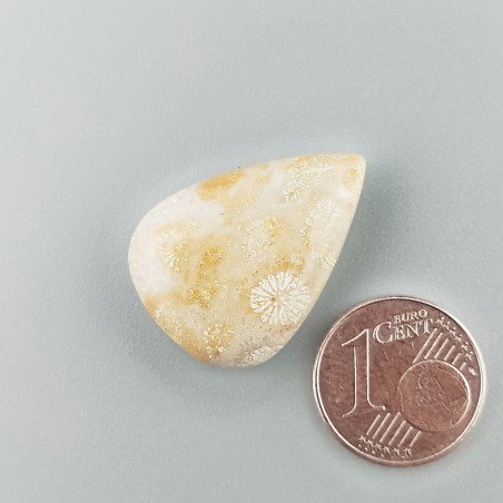 Corallo Fossile Naturale Forma Goccia Piatto Cabochon Liscio Fatto a Mano 25X18mm 4,30gm 1pz