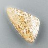 Corallo Fossile Naturale Forma Fantasia Piatto Cabochon Liscio Fatto a Mano 30X17mm 4,14gm 1pz