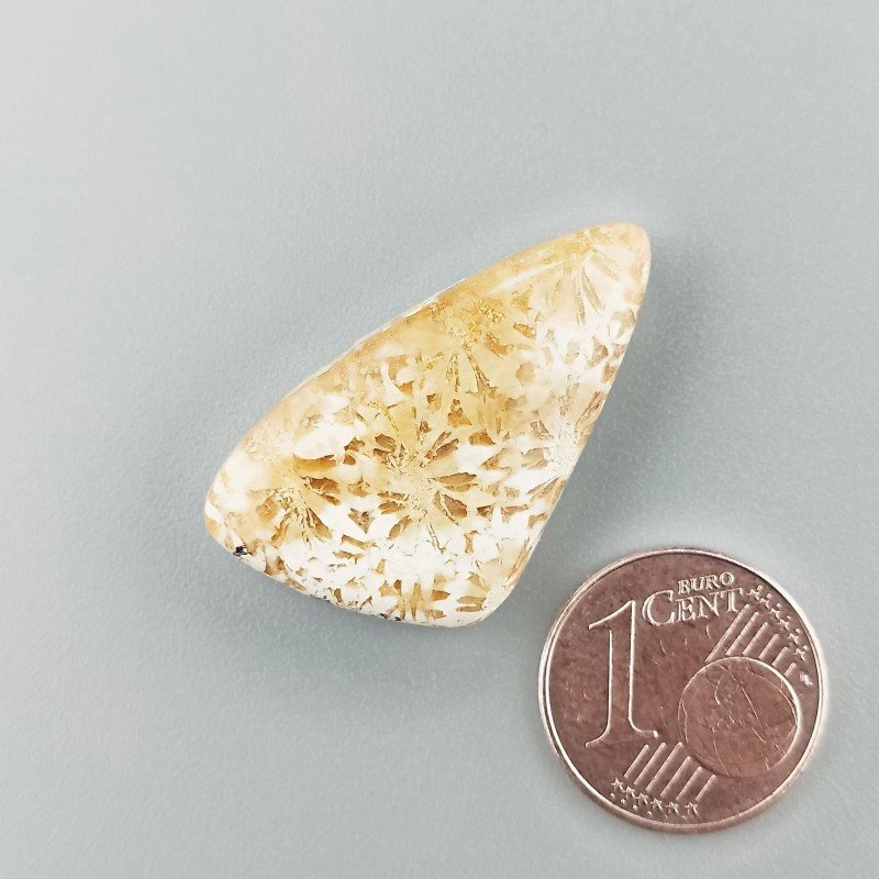 Corallo Fossile Naturale Forma Fantasia Piatto Cabochon Liscio Fatto a Mano 30X17mm 4,14gm 1pz Corallo Fossile Naturale Forma Fantasia Piatto Cabochon Liscio Fatto a Mano 30X17mm 4,14gm 1pz