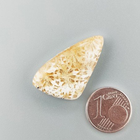 Corallo Fossile Naturale Forma Fantasia Piatto Cabochon Liscio Fatto a Mano 30X17mm 4,14gm 1pz