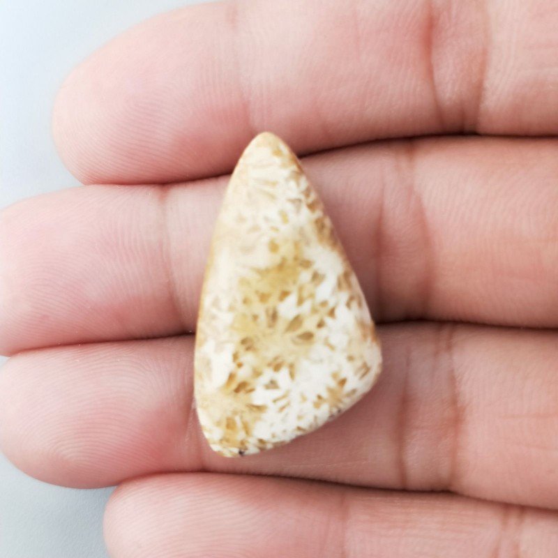 Corallo Fossile Naturale Forma Fantasia Piatto Cabochon Liscio Fatto a Mano 30X17mm 4,14gm 1pz Corallo Fossile Naturale Forma Fantasia Piatto Cabochon Liscio Fatto a Mano 30X17mm 4,14gm 1pz