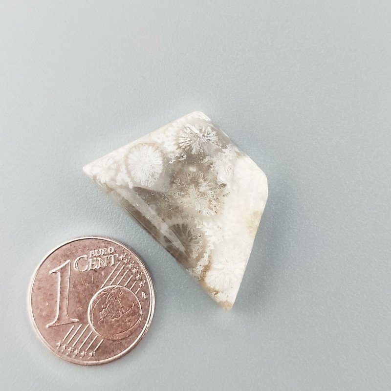 Corallo Fossile Naturale Forma Fantasia Piatto Cabochon Liscio Fatto a Mano 15X25X5mm 3,65gm 1pz