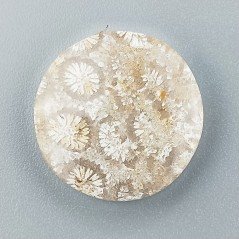 Corallo Fossile Naturale Forma Tondo Piatto Cabochon Liscio Fatto a Mano 19mm 2,68gm 1pz